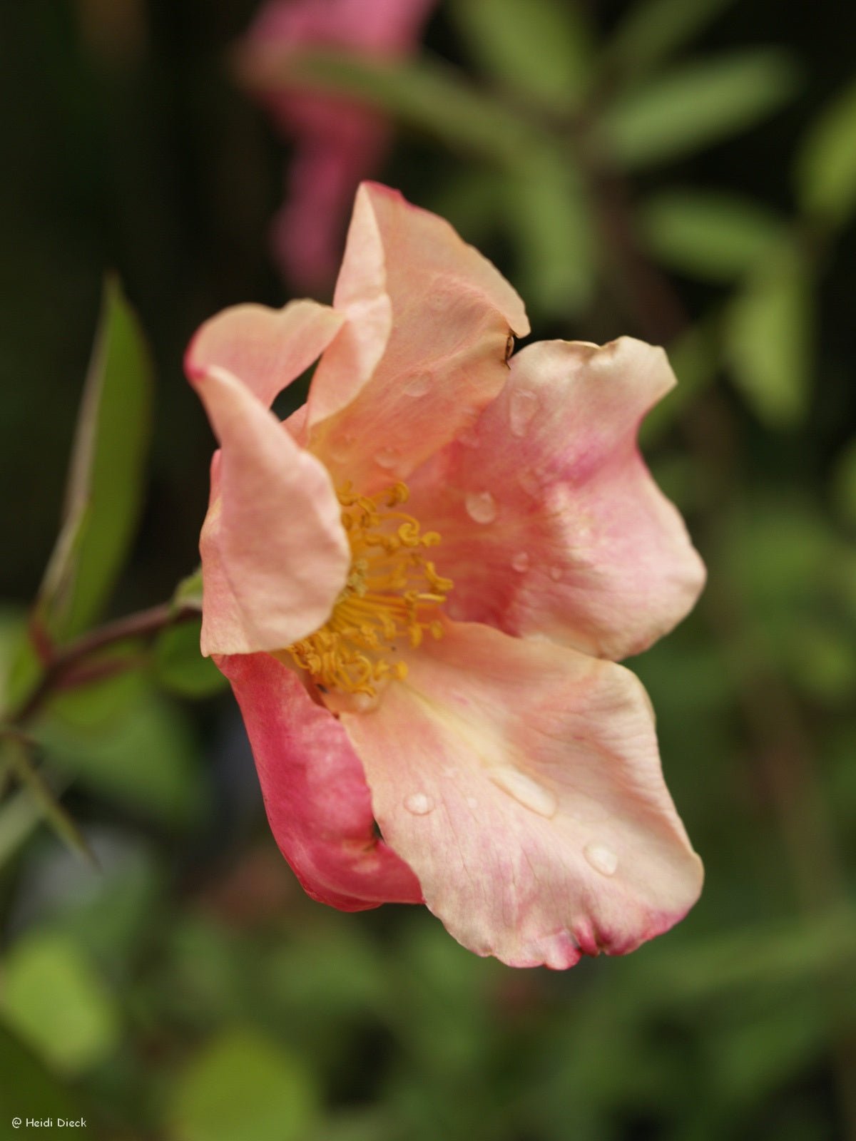 Rosa chinensis var. mutabilis - Herrenkamper Gärten - Pflanzenraritäten