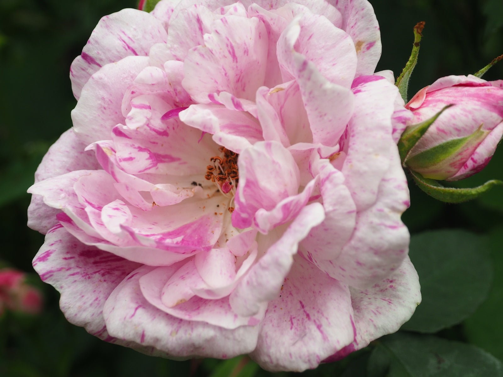 Rosa gallica 'Tricolore De Flandre' - Herrenkamper Gärten - Pflanzenraritäten