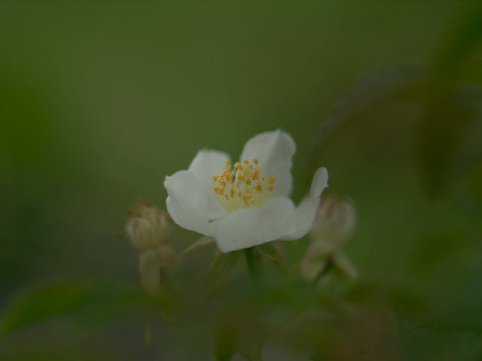 Rosa luciae FRANCH. et ROCHEBR. var. onoei - Herrenkamper Gärten - Pflanzenraritäten
