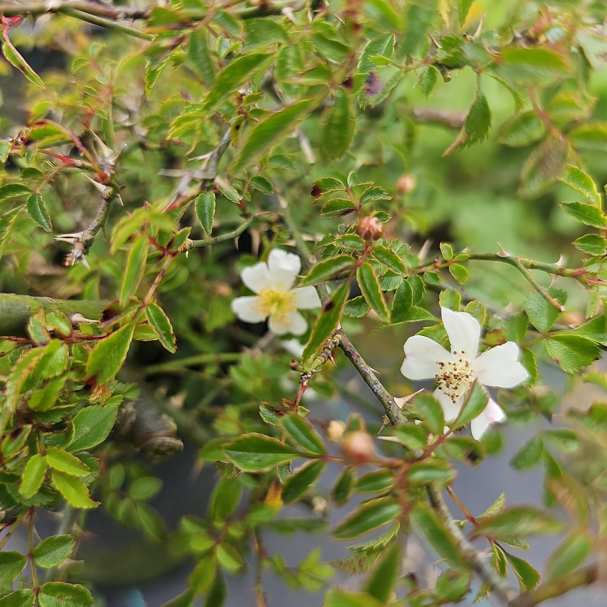 Rosa luciae FRANCH. et ROCHEBR. var. onoei - Herrenkamper Gärten - Pflanzenraritäten