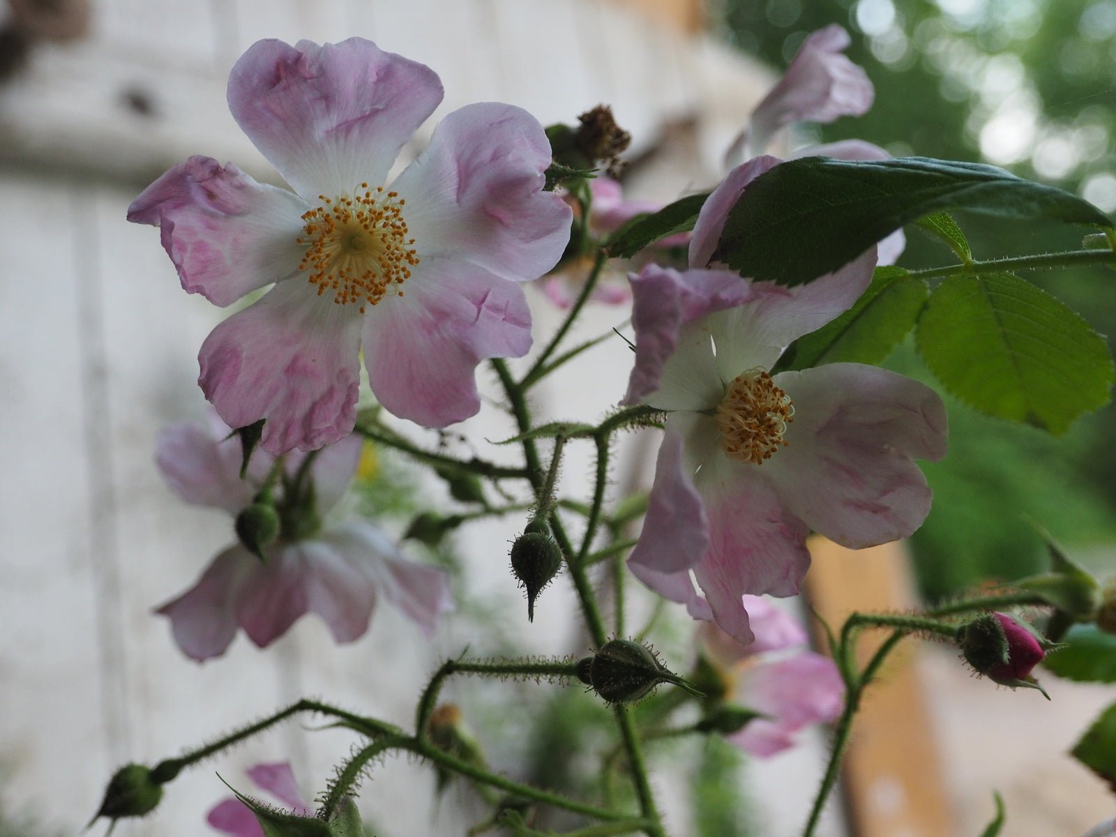 Rosa multiflora adenocheata - Herrenkamper Gärten - Pflanzenraritäten