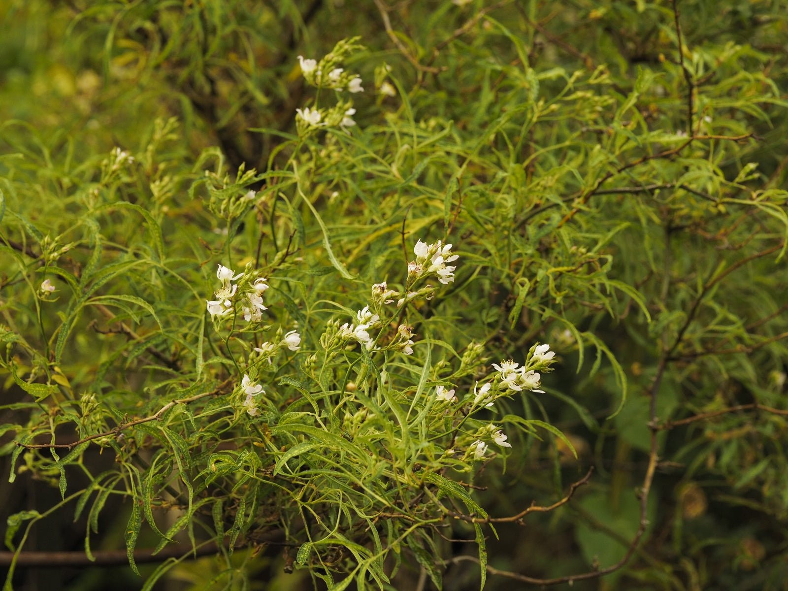 Rosa multiflora 'Watsoniana' - Herrenkamper Gärten - Pflanzenraritäten