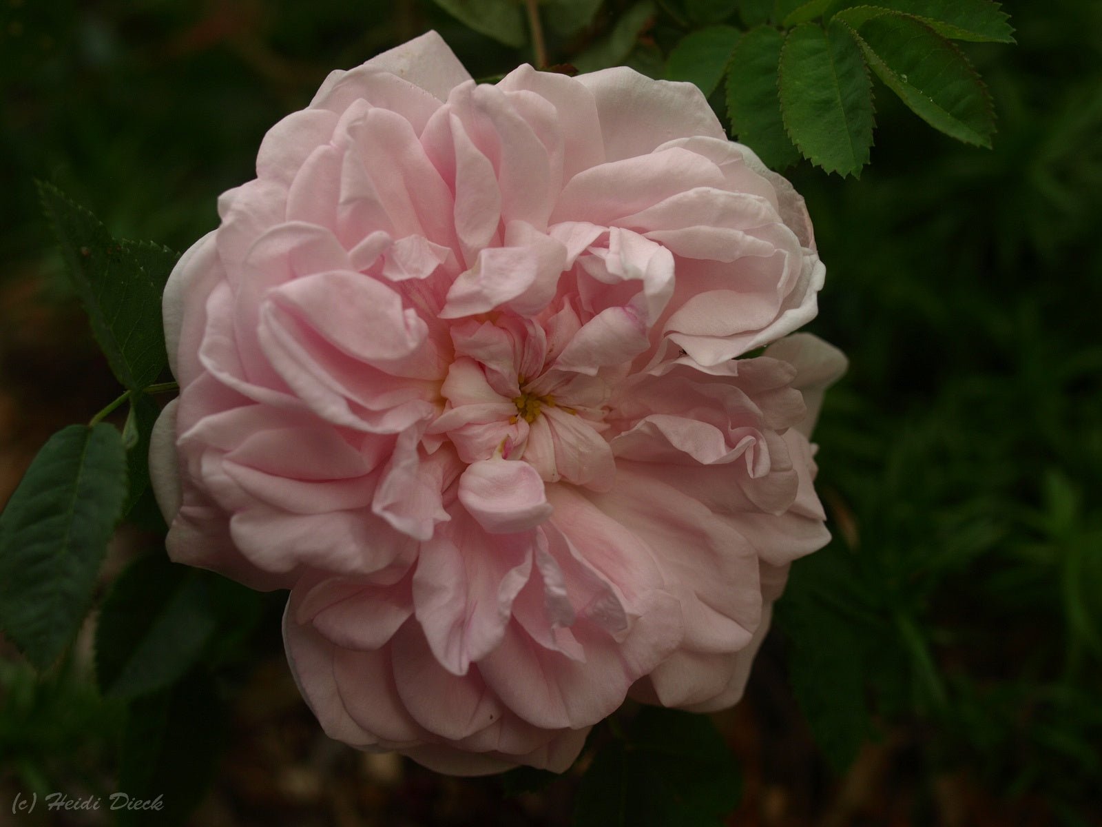 Rosa pimpinellifolia 'Stanwell Perpetual' - Herrenkamper Gärten - Pflanzenraritäten