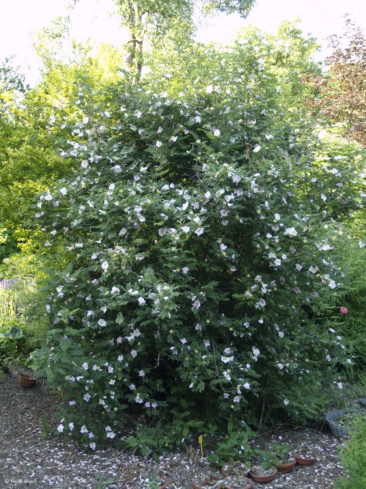 Rosa roxburghii hirtula - Herrenkamper Gärten - Pflanzenraritäten