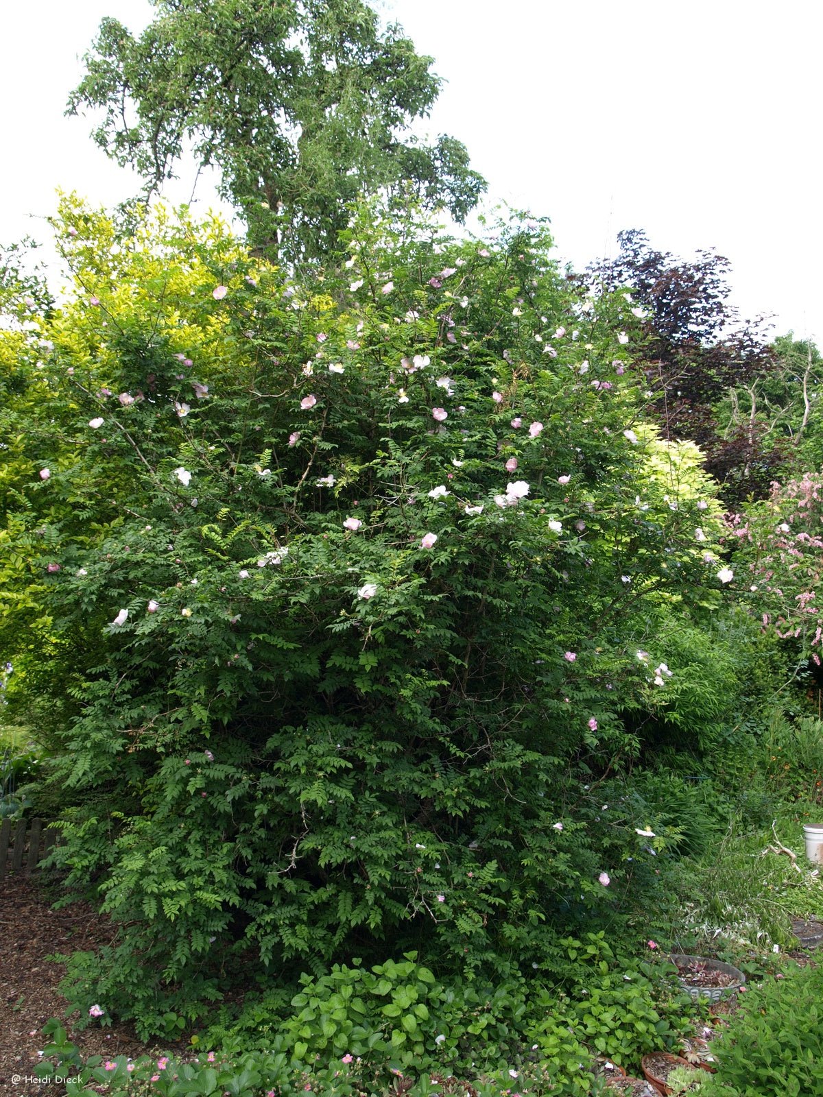 Rosa roxburghii hirtula - Herrenkamper Gärten - Pflanzenraritäten
