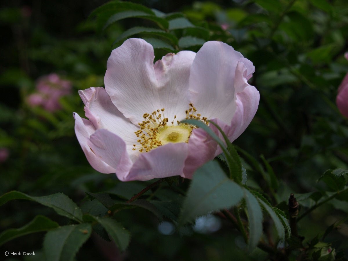 Rosa roxburghii hirtula - Herrenkamper Gärten - Pflanzenraritäten