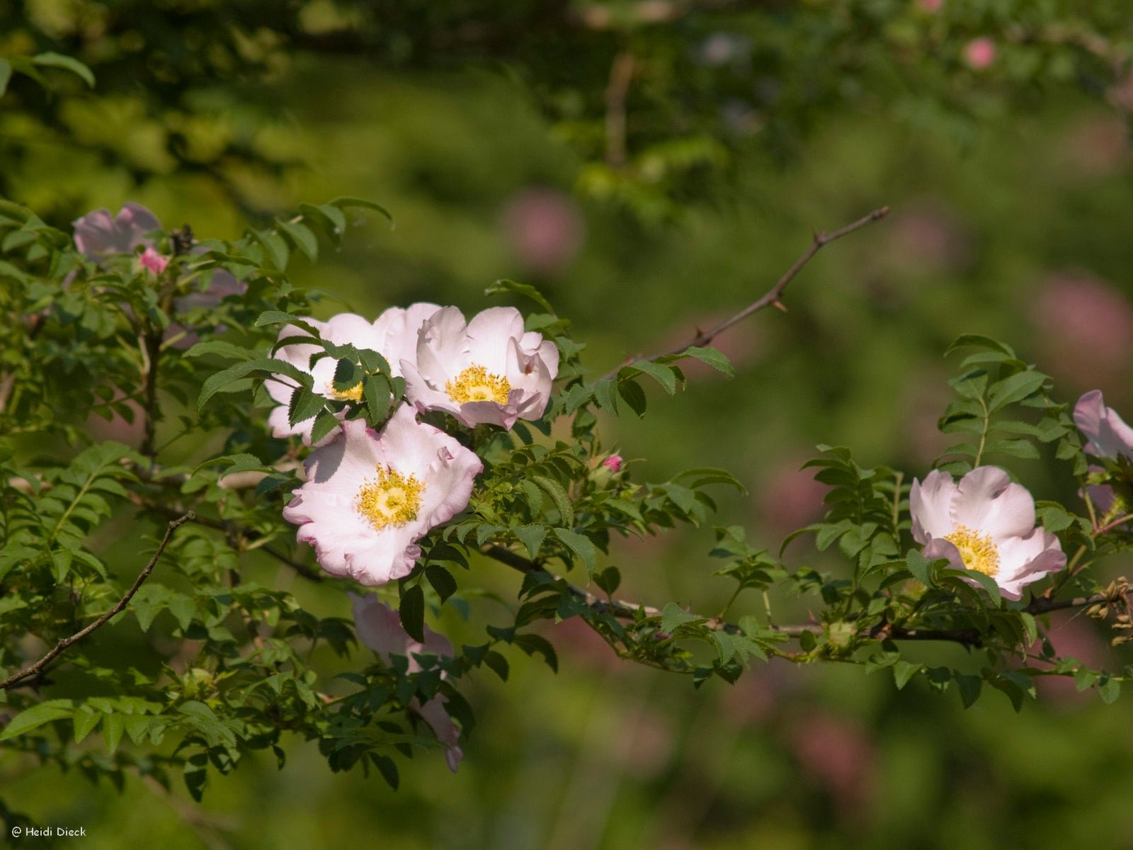 Rosa roxburghii hirtula - Herrenkamper Gärten - Pflanzenraritäten