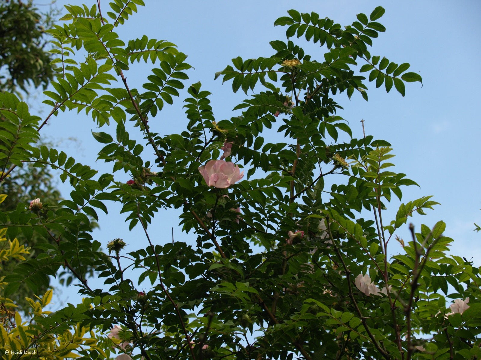 Rosa roxburghii hirtula - Herrenkamper Gärten - Pflanzenraritäten
