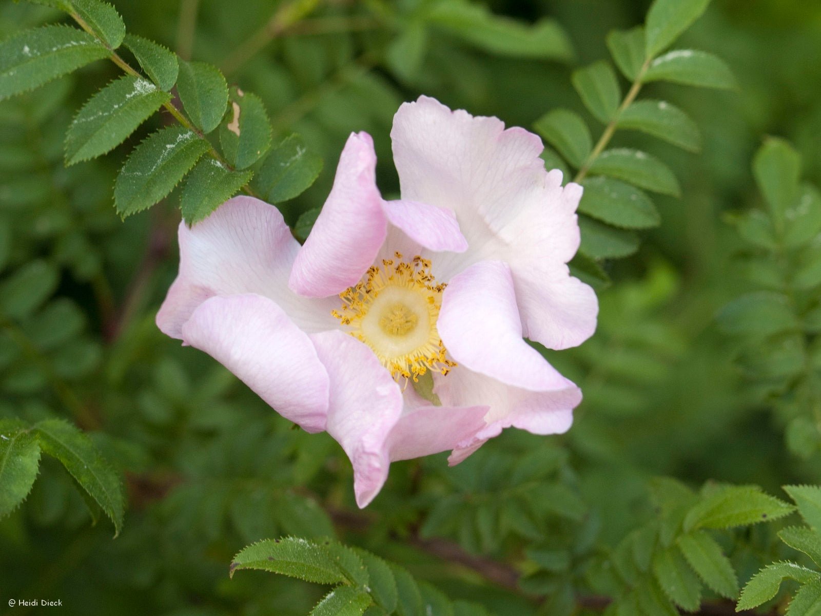 Rosa roxburghii hirtula - Herrenkamper Gärten - Pflanzenraritäten