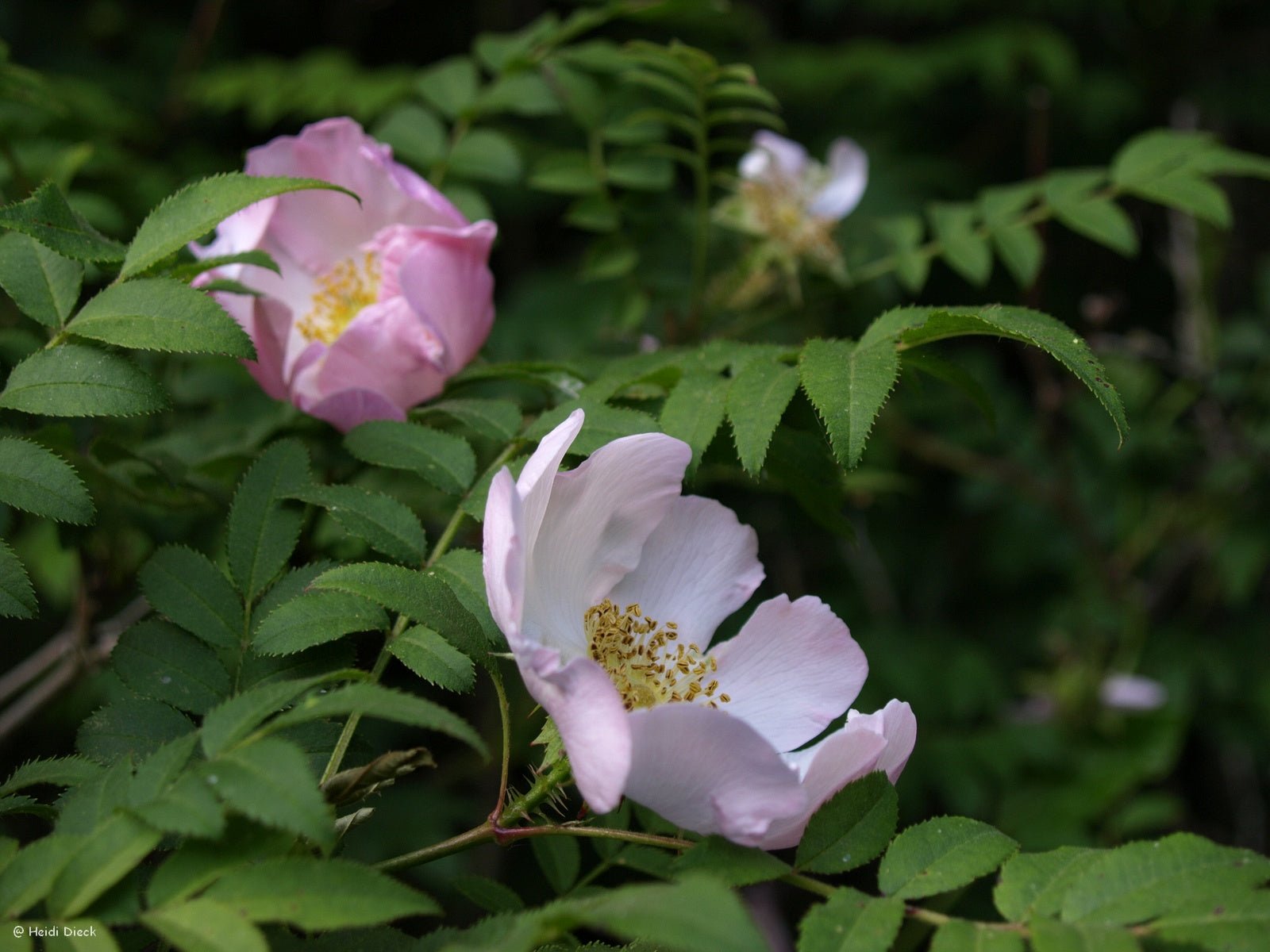 Rosa roxburghii hirtula - Herrenkamper Gärten - Pflanzenraritäten