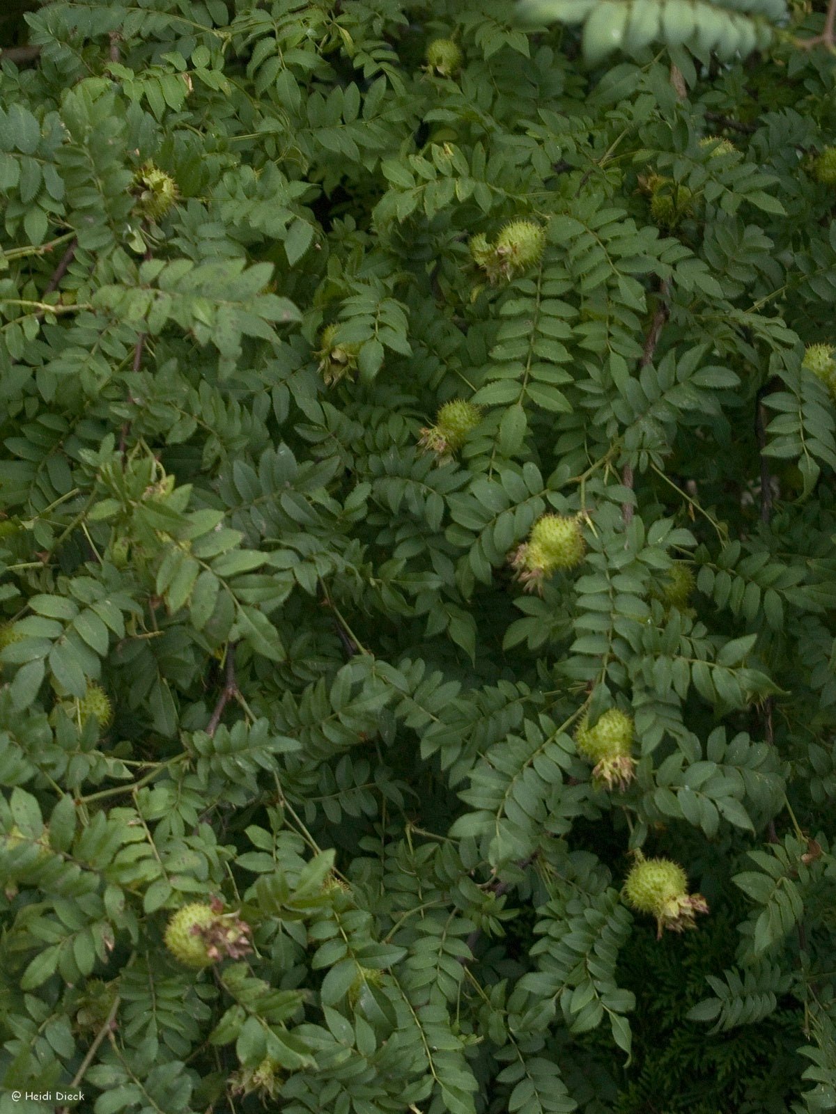 Rosa roxburghii hirtula - Herrenkamper Gärten - Pflanzenraritäten