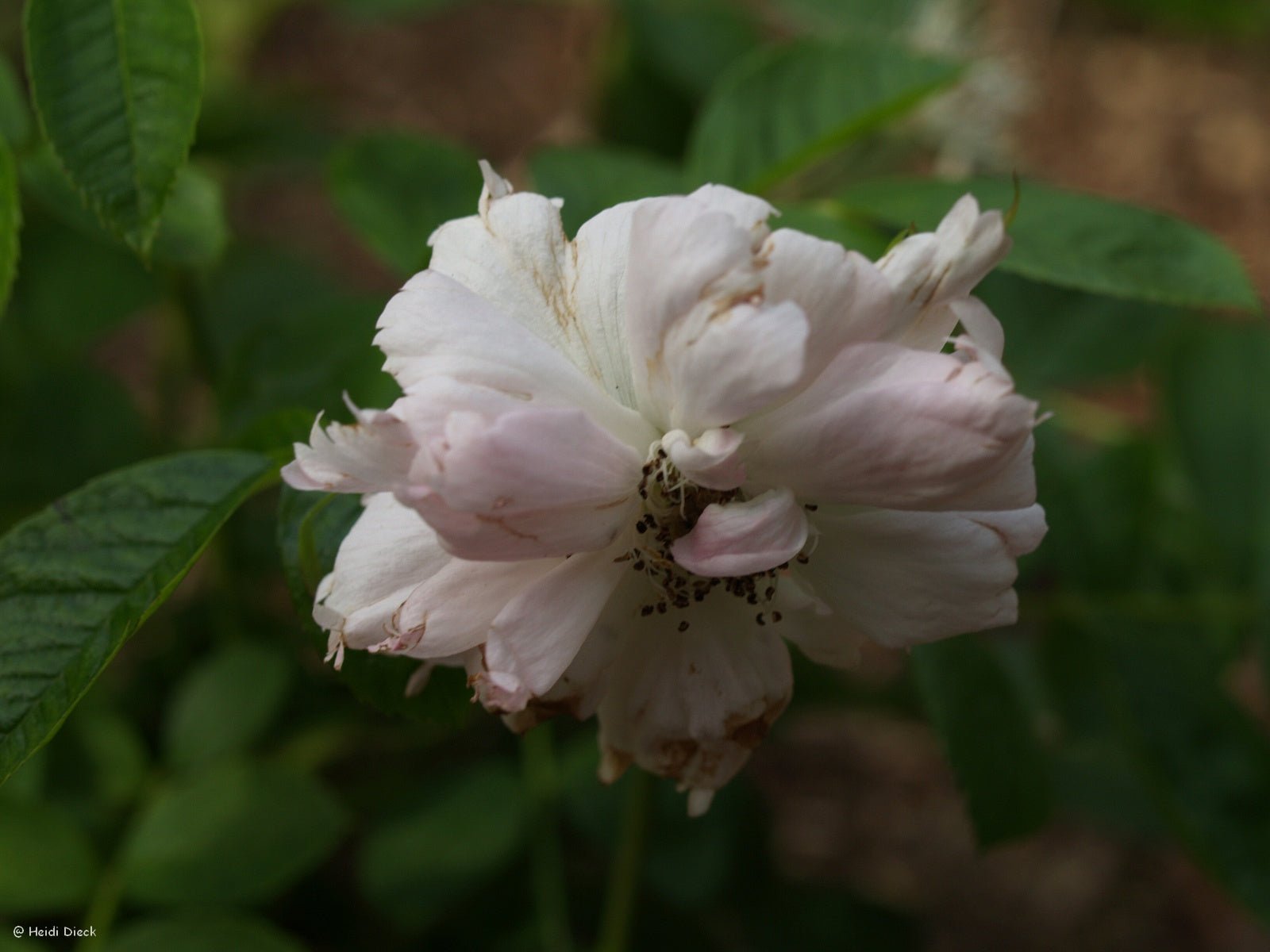 Rosa rugosa 'Fimbriata' - Herrenkamper Gärten - Pflanzenraritäten