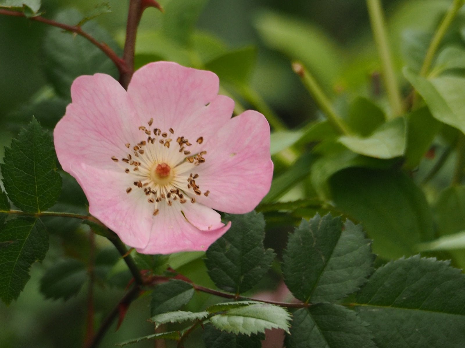 Rosa serafinii - Herrenkamper Gärten - Pflanzenraritäten