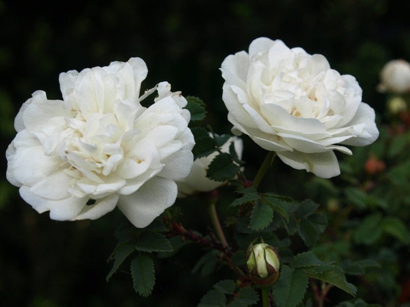 Rosa spinosissima 'Double White' (syn.pimpinellifolia) - Herrenkamper Gärten - Pflanzenraritäten