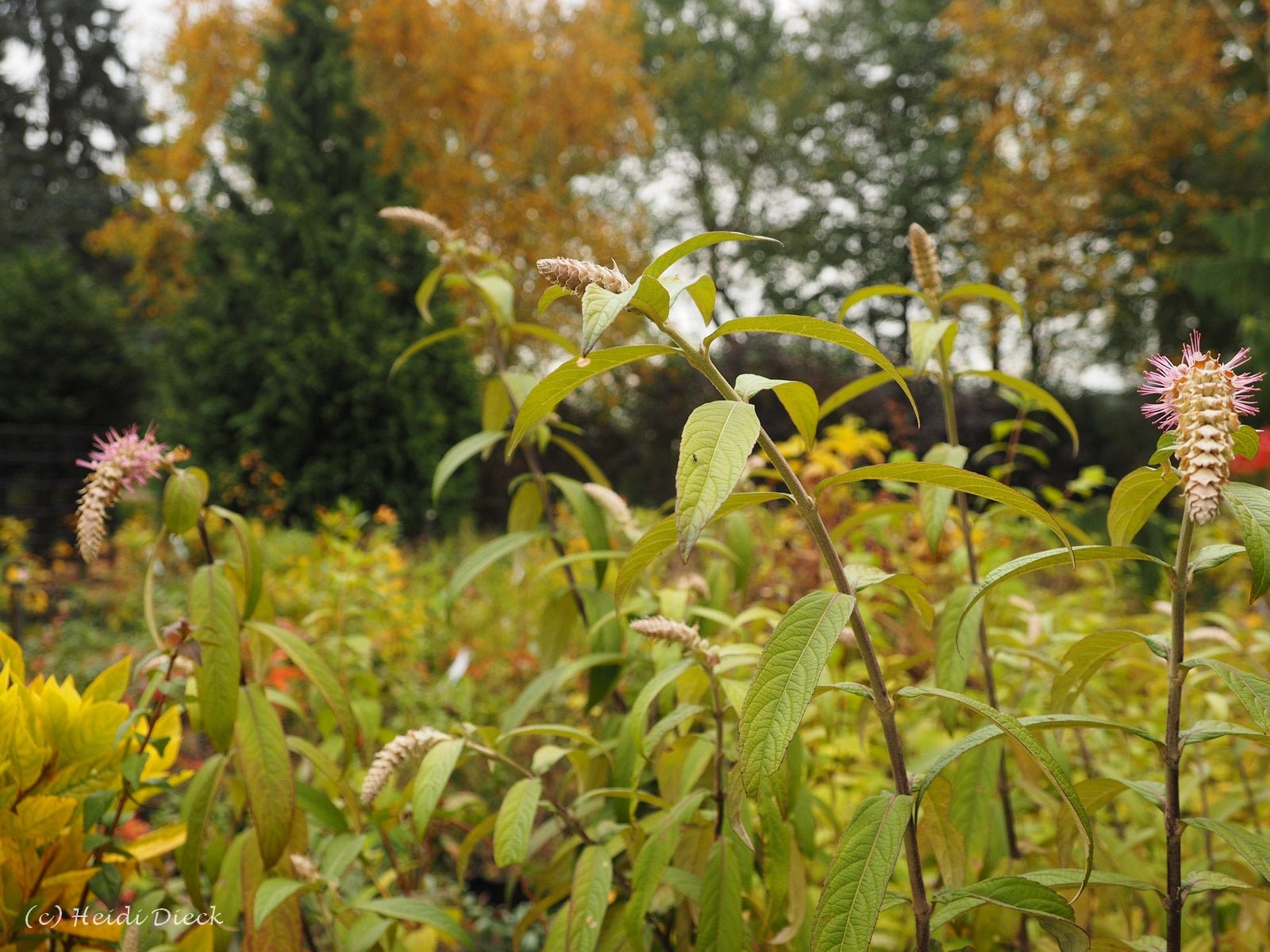 Rostrinucula dependens - Herrenkamper Gärten - Pflanzenraritäten