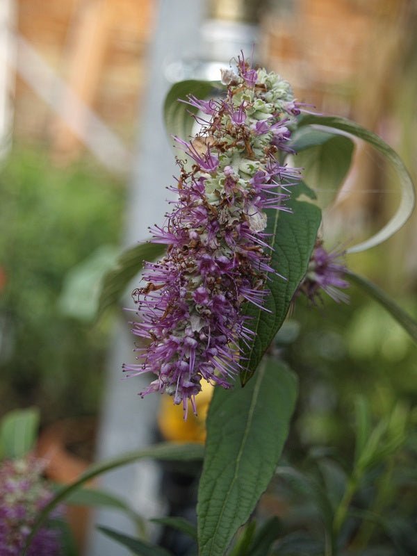 Rostrinucula dependens - Herrenkamper Gärten - Pflanzenraritäten