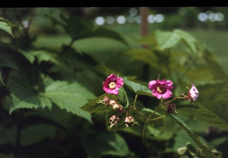 Rubus odoratus - Herrenkamper Gärten - Pflanzenraritäten