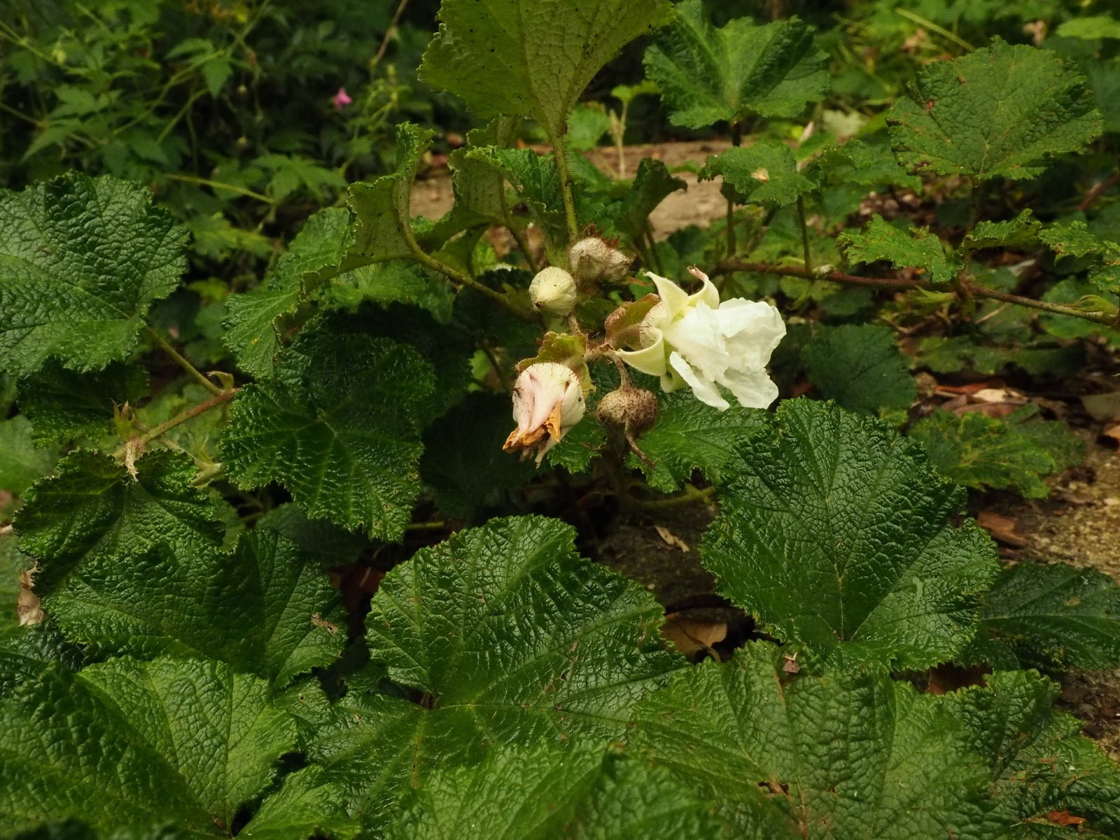 Rubus rolfei 'Emerald Carpet' (syn.pentalobus) - Herrenkamper Gärten - Pflanzenraritäten