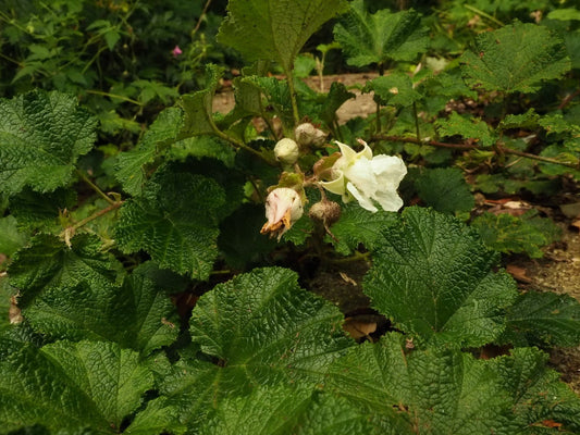Rubus rolfei 'Emerald Carpet' (syn.pentalobus) - Herrenkamper Gärten - Pflanzenraritäten