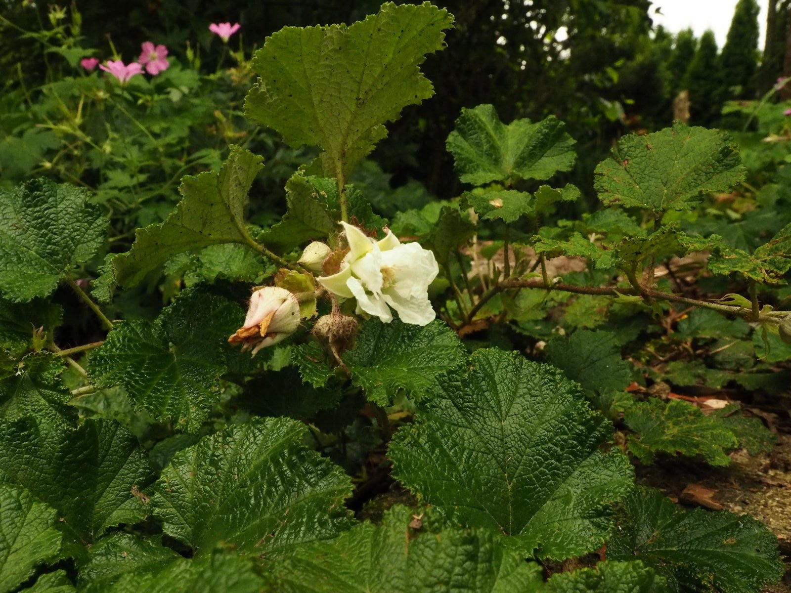 Rubus rolfei 'Emerald Carpet' (syn.pentalobus) - Herrenkamper Gärten - Pflanzenraritäten