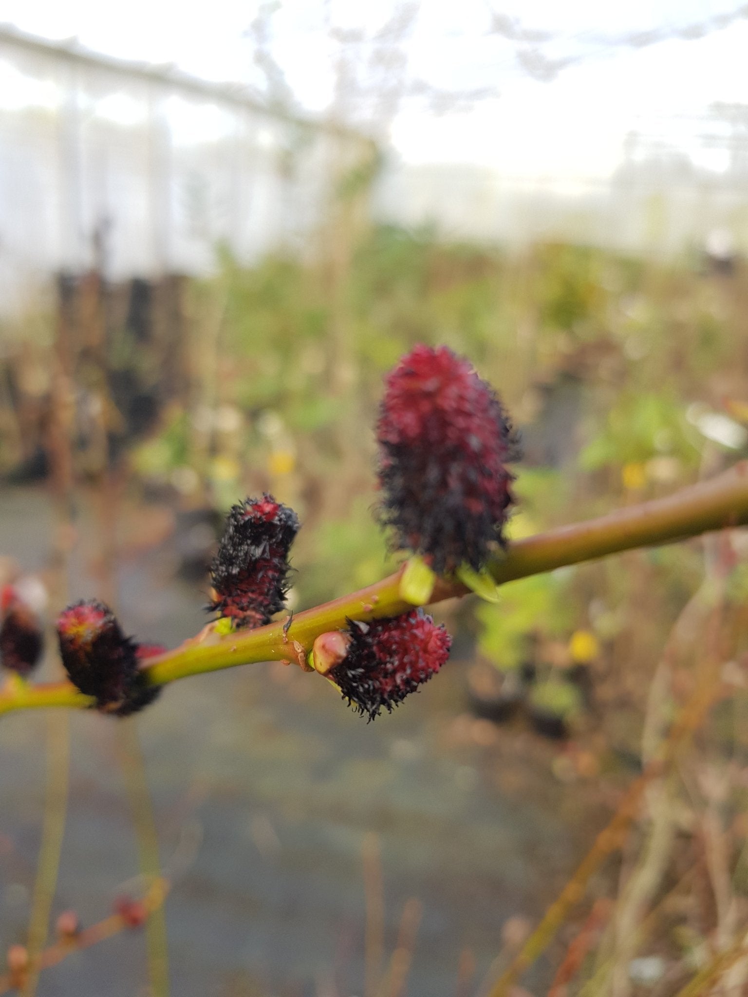 Salix gracistyla f. melanostachys 'Kurome' - Herrenkamper Gärten - Pflanzenraritäten