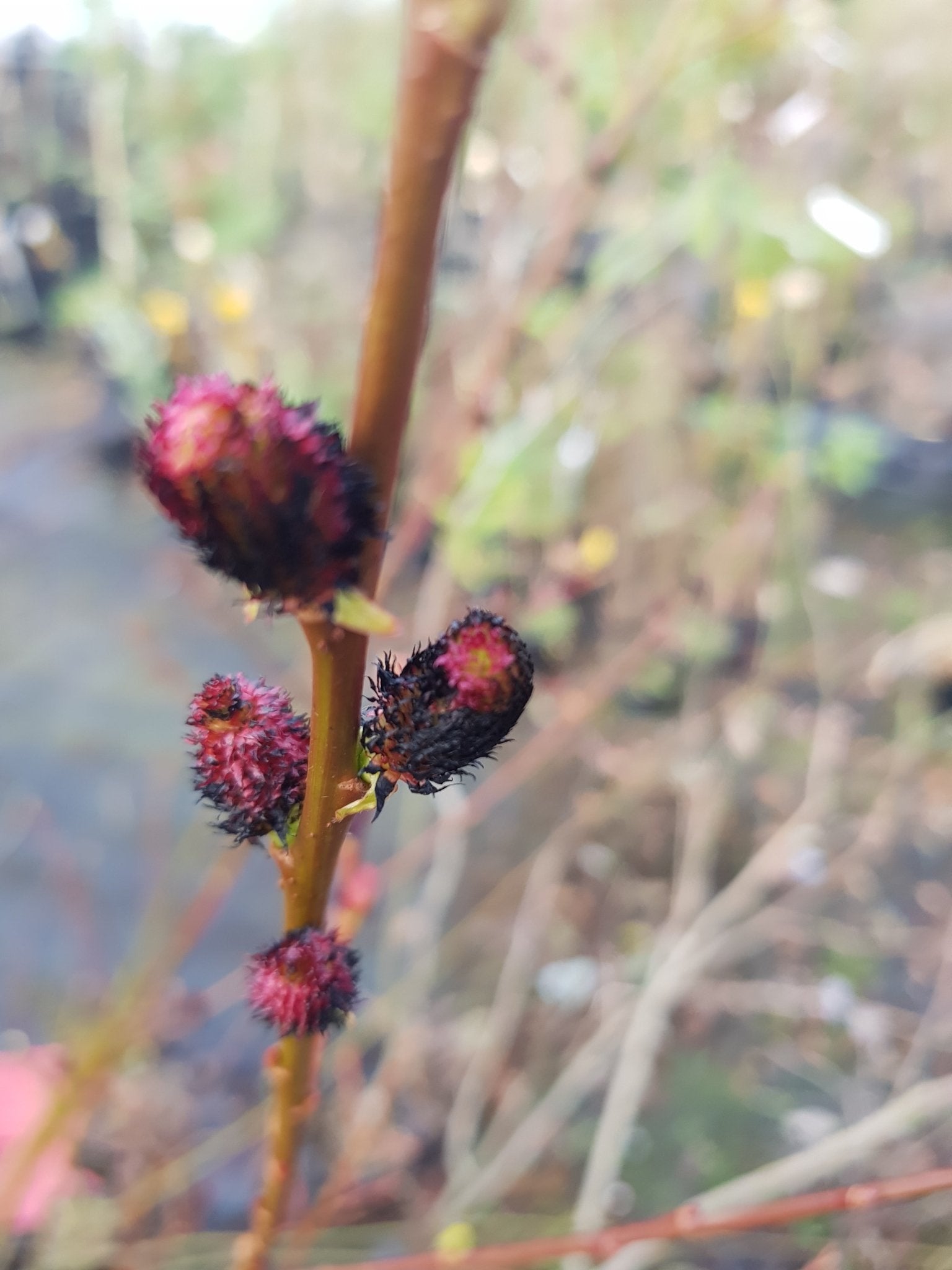 Salix gracistyla f. melanostachys 'Kurome' - Herrenkamper Gärten - Pflanzenraritäten