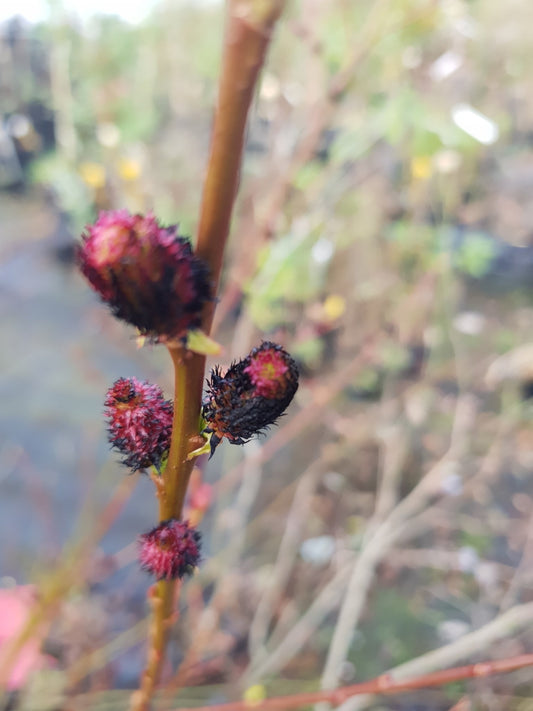 Salix gracistyla f. melanostachys 'Kurome' - Herrenkamper Gärten - Pflanzenraritäten