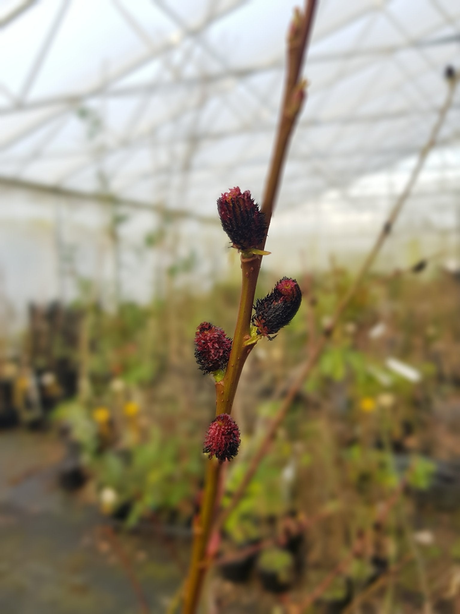 Salix gracistyla f. melanostachys 'Kurome' - Herrenkamper Gärten - Pflanzenraritäten