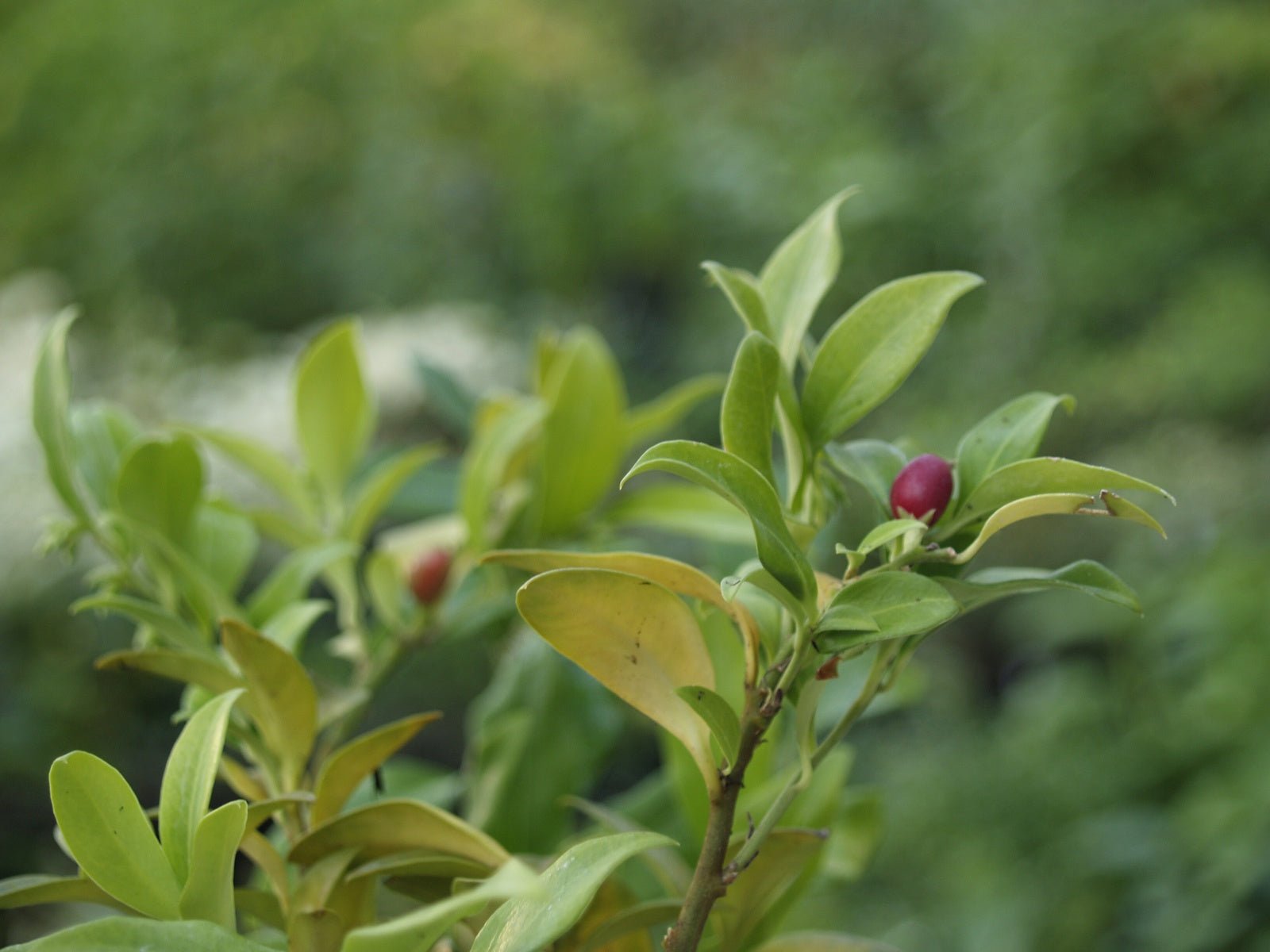 Sarcococca humile - Herrenkamper Gärten - Pflanzenraritäten