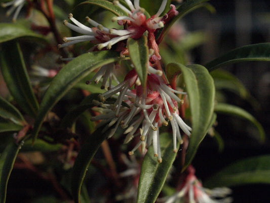 Sarcococca saligna syn. salicifolia - Herrenkamper Gärten - Pflanzenraritäten