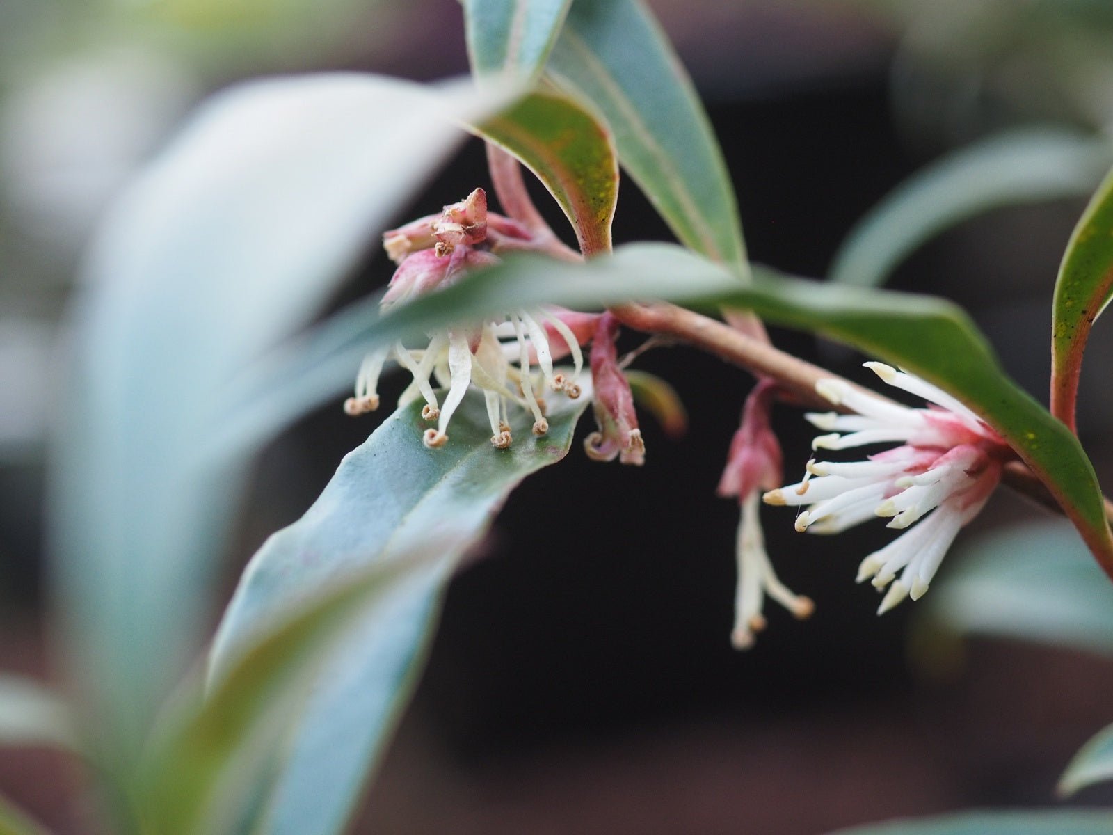 Sarcococca saligna syn. salicifolia - Herrenkamper Gärten - Pflanzenraritäten