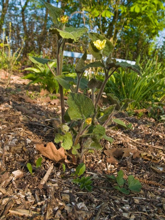 Saruma henryi - Herrenkamper Gärten - Pflanzenraritäten
