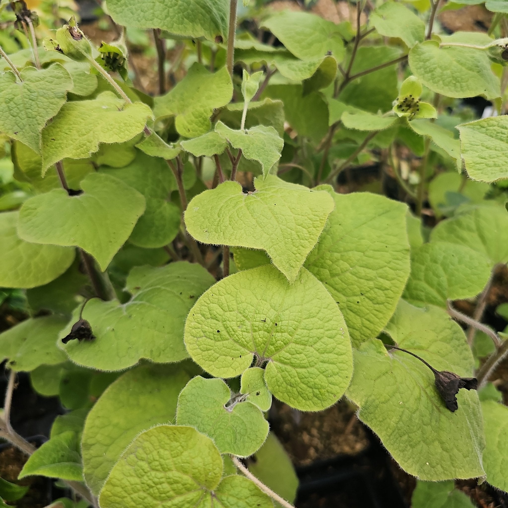 Saruma henryi - Herrenkamper Gärten - Pflanzenraritäten