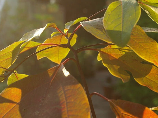 Sassafras tzumu - Herrenkamper Gärten - Pflanzenraritäten