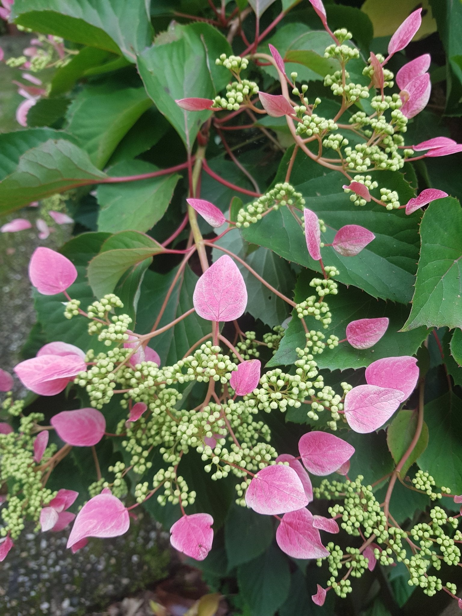 Schizophragma hydrangeoides 'Roseum' - Herrenkamper Gärten - Pflanzenraritäten