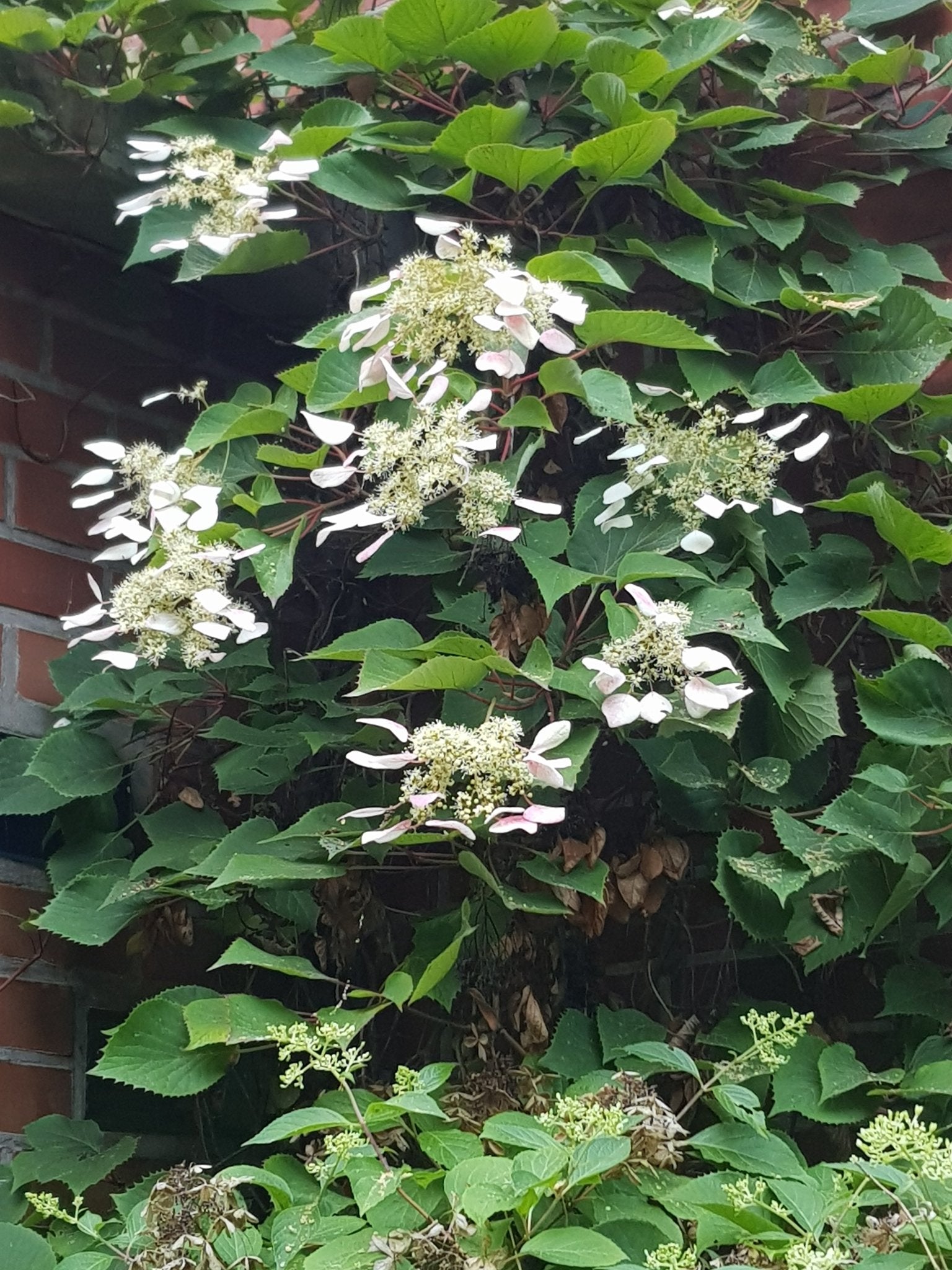 Schizophragma hydrangeoides 'Roseum' - Herrenkamper Gärten - Pflanzenraritäten