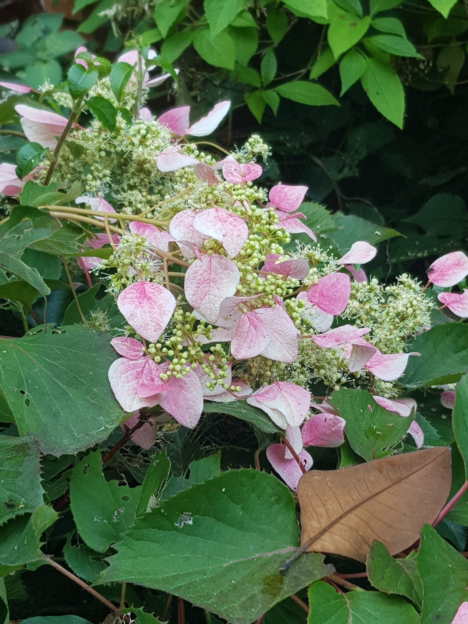 Schizophragma hydrangeoides 'Roseum' - Herrenkamper Gärten - Pflanzenraritäten