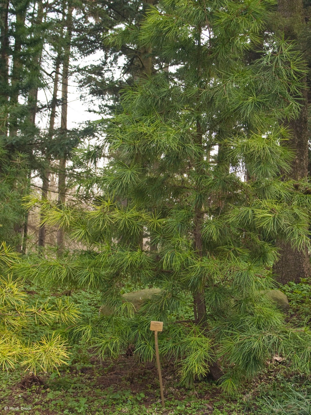 Sciadopitys verticillata - Herrenkamper Gärten - Pflanzenraritäten