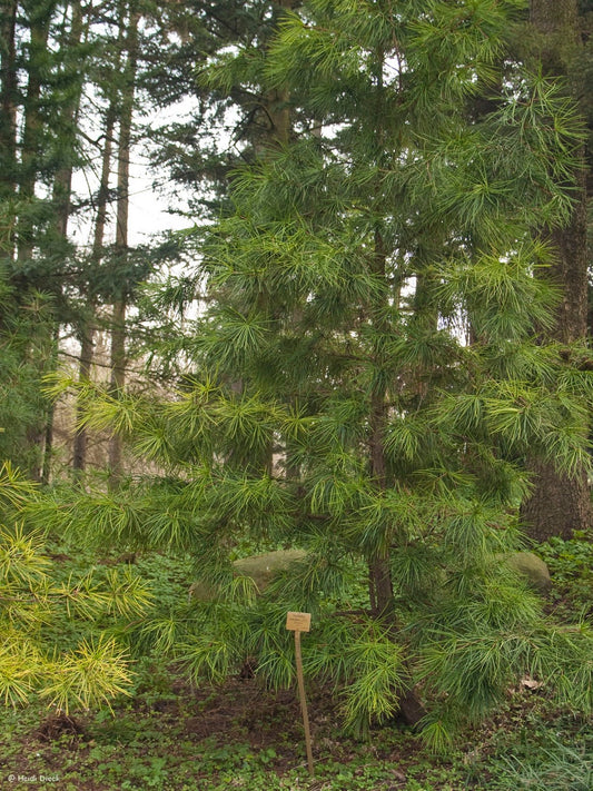 Sciadopitys verticillata - Herrenkamper Gärten - Pflanzenraritäten