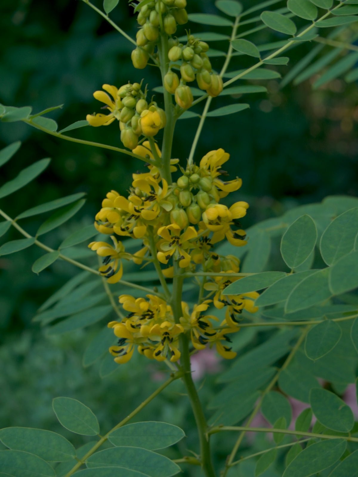Senna hebecarpa (syn.: Cassia hebecarpa) - Herrenkamper Gärten - Pflanzenraritäten