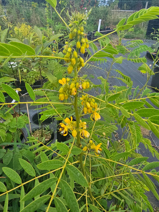 Senna hebecarpa (syn.: Cassia hebecarpa) - Herrenkamper Gärten - Pflanzenraritäten