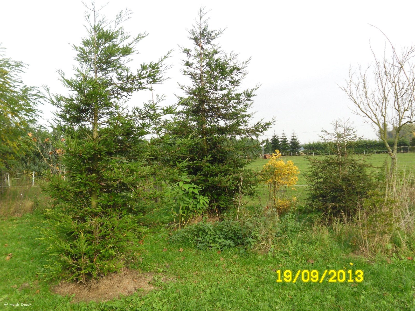 Sequoia sempervirens 'Martin' - Herrenkamper Gärten - Pflanzenraritäten
