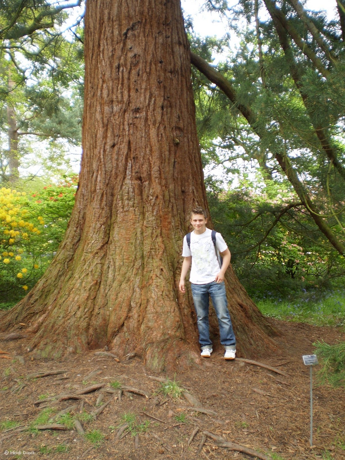 Sequoiadendron giganteum - Herrenkamper Gärten - Pflanzenraritäten