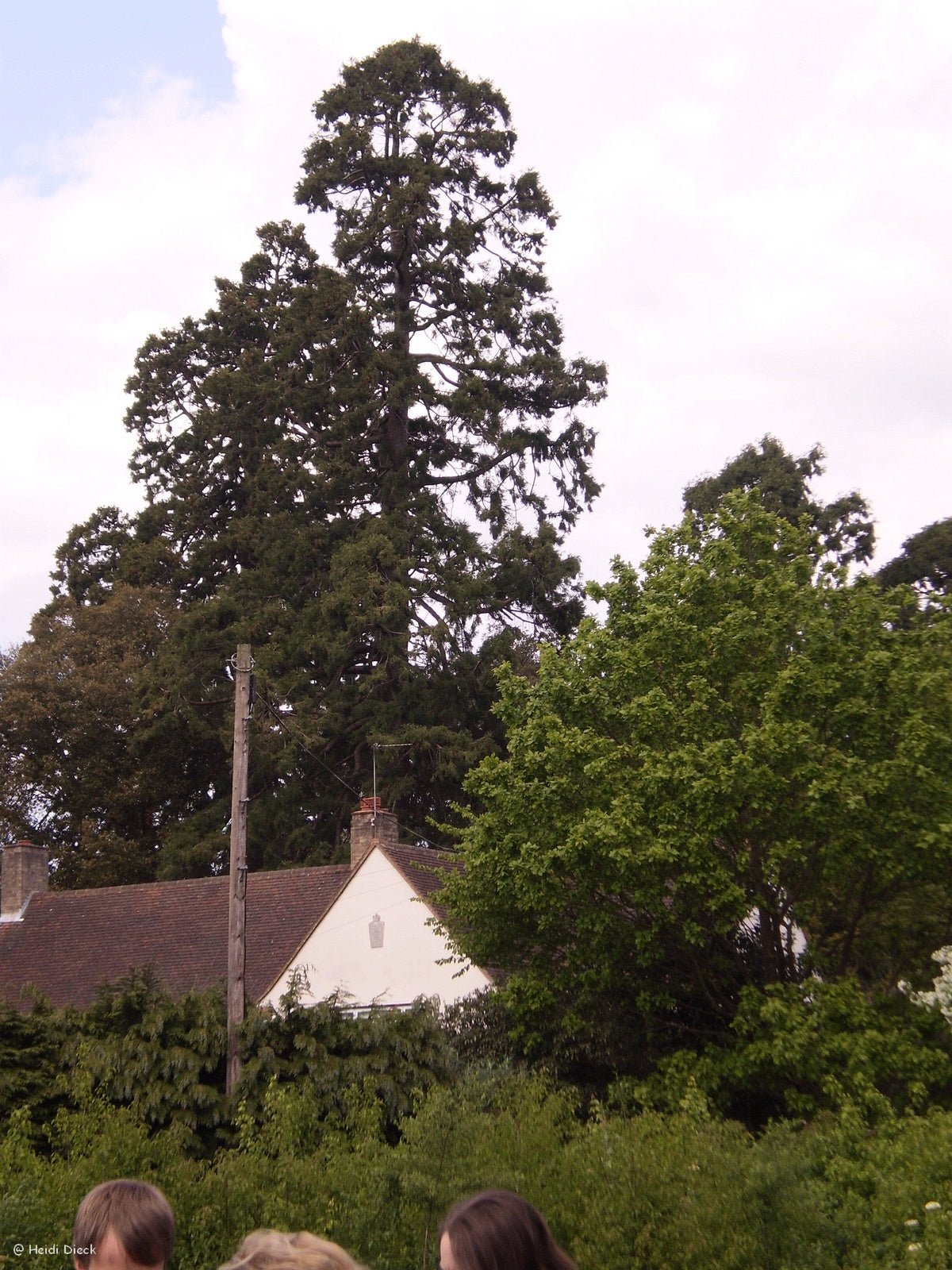 Sequoiadendron giganteum - Herrenkamper Gärten - Pflanzenraritäten