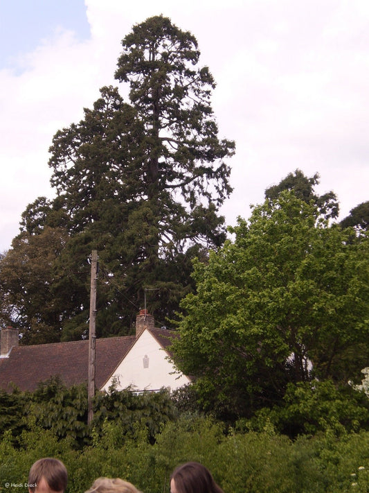 Sequoiadendron giganteum - Herrenkamper Gärten - Pflanzenraritäten