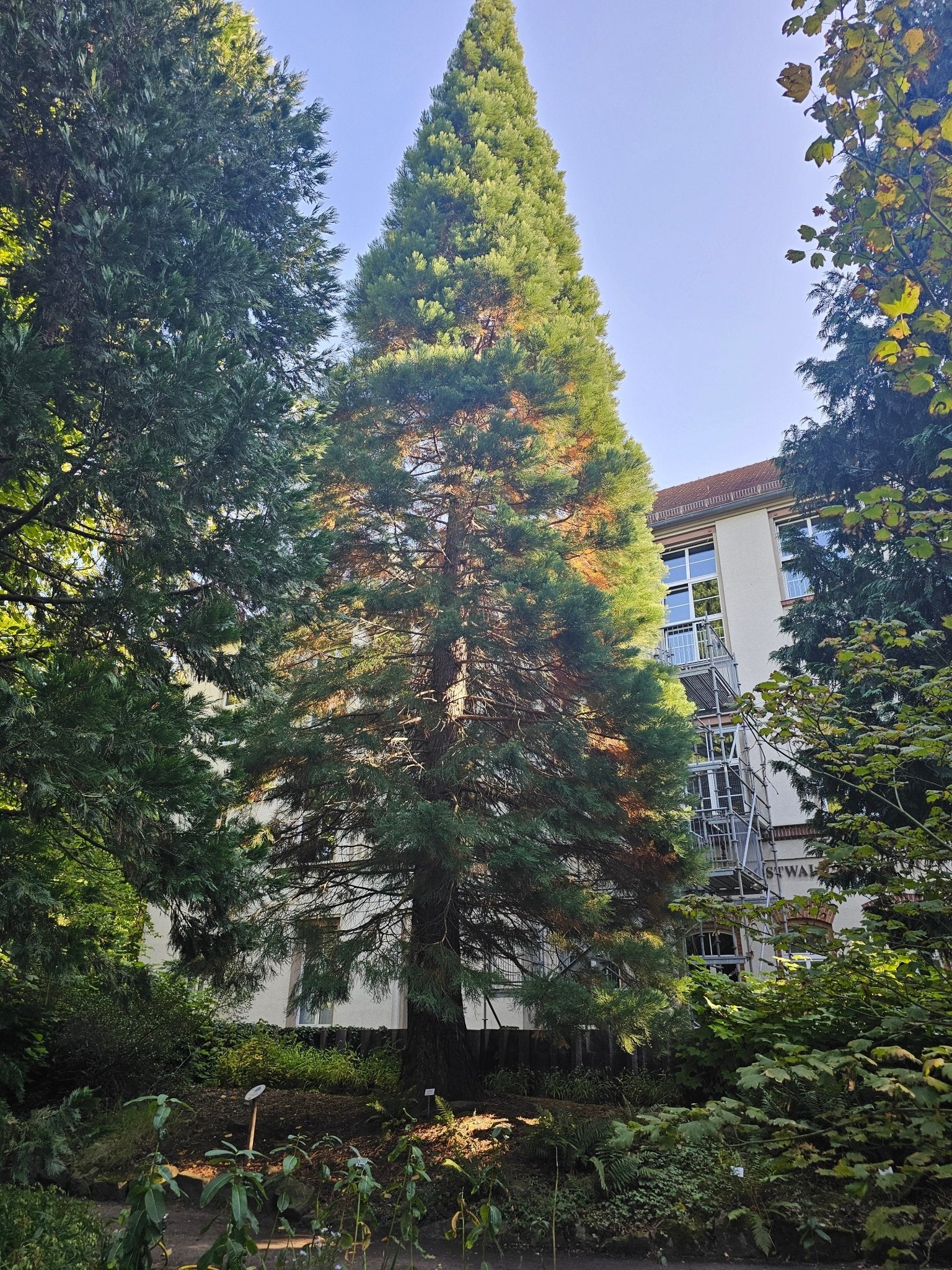 Sequoiadendron giganteum - Herrenkamper Gärten - Pflanzenraritäten