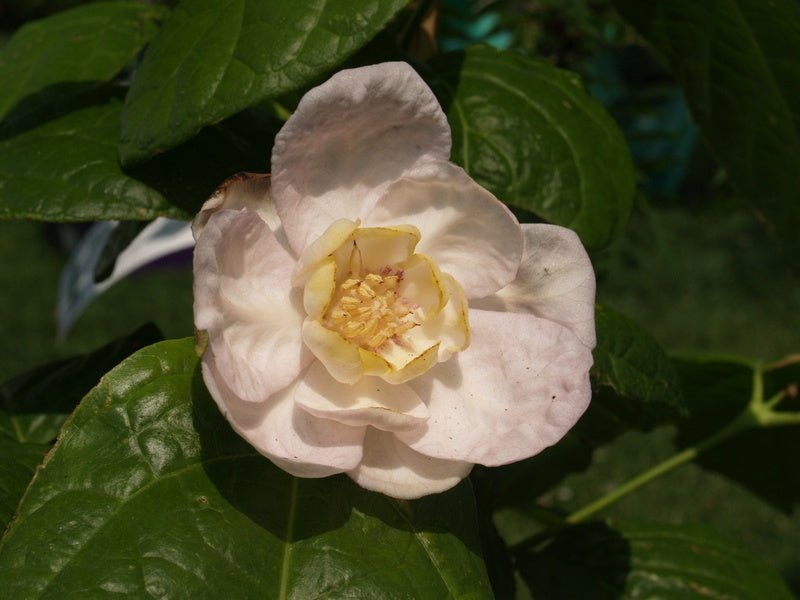 Sinocalycanthus chinensis (sinensis) - Herrenkamper Gärten - Pflanzenraritäten
