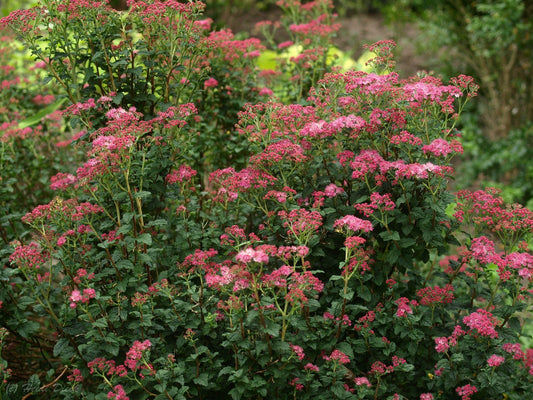 Spiraea japonica 'Bullata' - Herrenkamper Gärten - Pflanzenraritäten