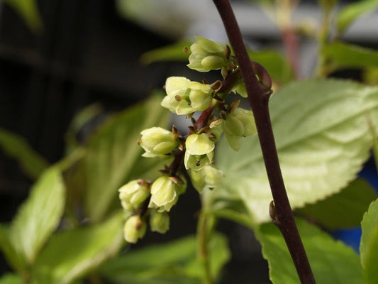 Stachyurus chinensis - Herrenkamper Gärten - Pflanzenraritäten