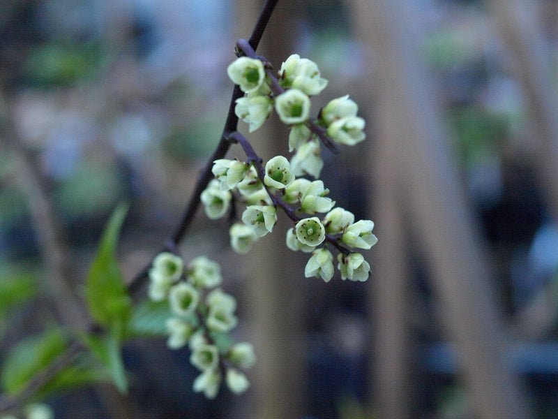 Stachyurus chinensis - Herrenkamper Gärten - Pflanzenraritäten